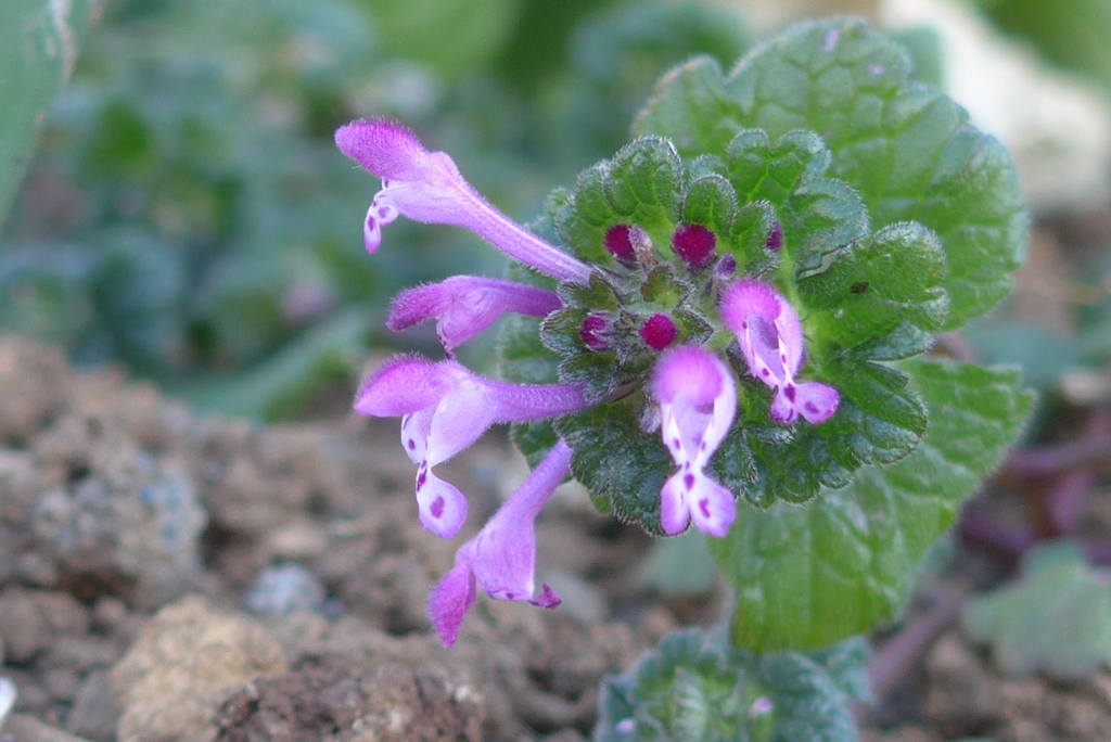 P1390442　春を見つけた