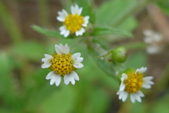 P1350833　野の花