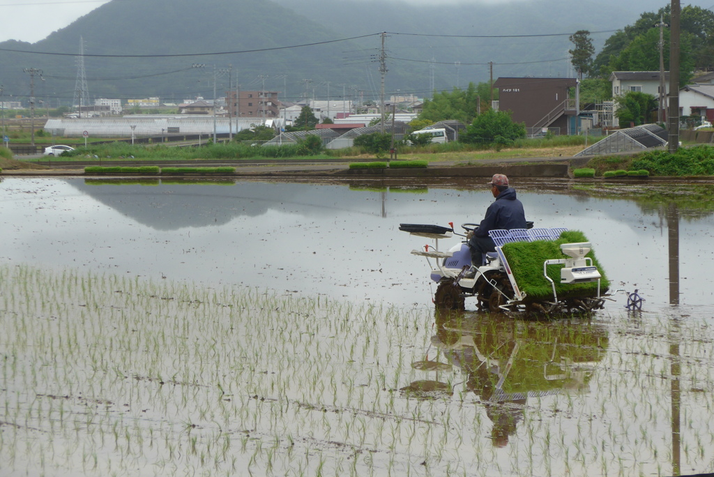 P1230176　田植え