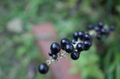R0353379　黒い真珠