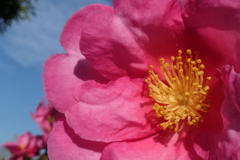 P1034809　山茶花