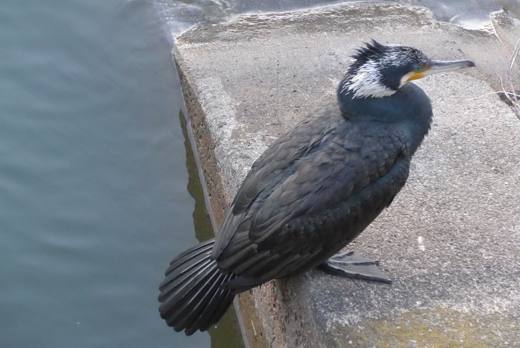P1370341　カワウ