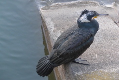 P1370341　カワウ