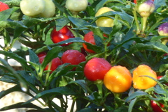 P1390138　ゴシキトウガラシ