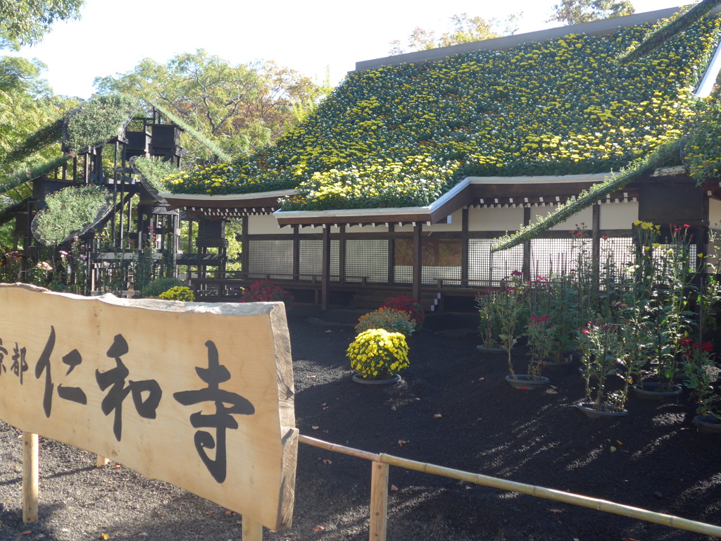 P1180940　菊まつり