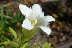 P1390276　リンドウ