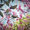 P1250864 (3)　春