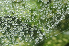 P1080844　蜘蛛の糸と雫