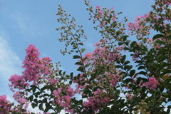 P1080669　サルスベリ