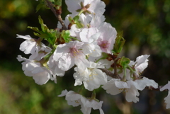 P1370904　白いサクラ