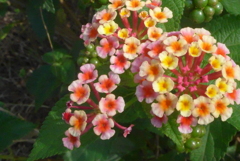 P1230908　心変わり（花言葉）