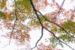 P1190245　修善寺虹の郷にて　～彩～