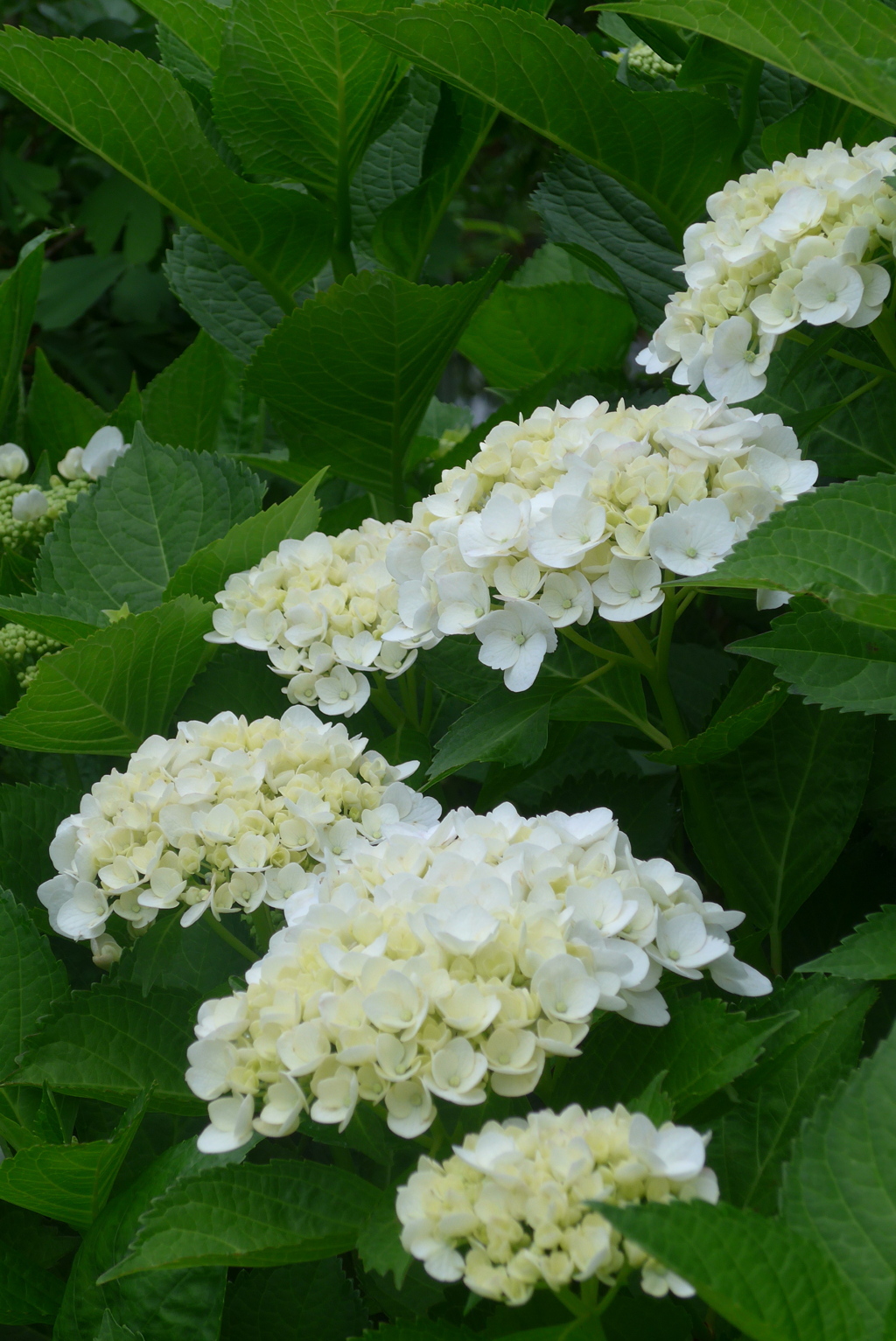 P1230024　白いアジサイ