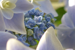 P1220560　窓辺のアジサイ