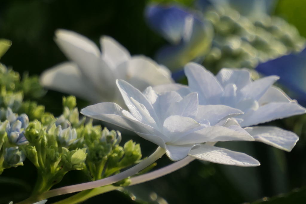 P1012069　隅田の花火