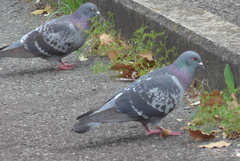 P1350489　鳩さん