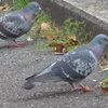 P1350489　鳩さん