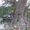 P1130187　大きな楠