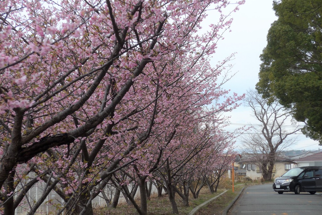 P1320125 (2)　桜並木