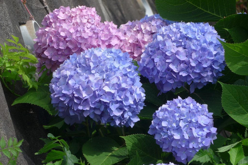 P1230316　あじさい