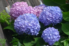 P1230316　あじさい