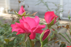 P1057139　横浜イングリッシュガーデンにて