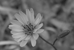 P1140350　野の花