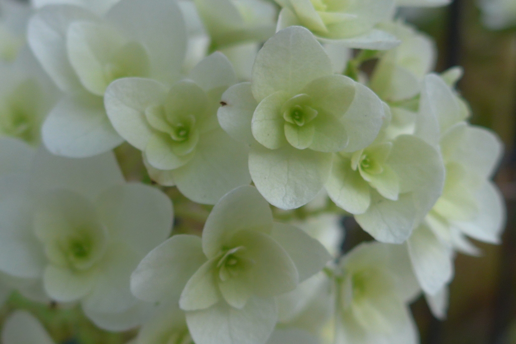 P1160094　カシワバアジサイ