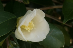 P1081005　ツバキ