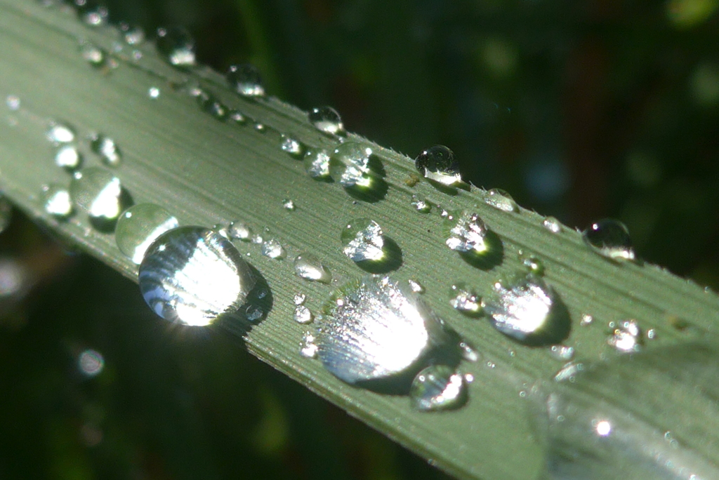 P1330959　水玉