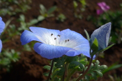 P1260469　爽やかブルー