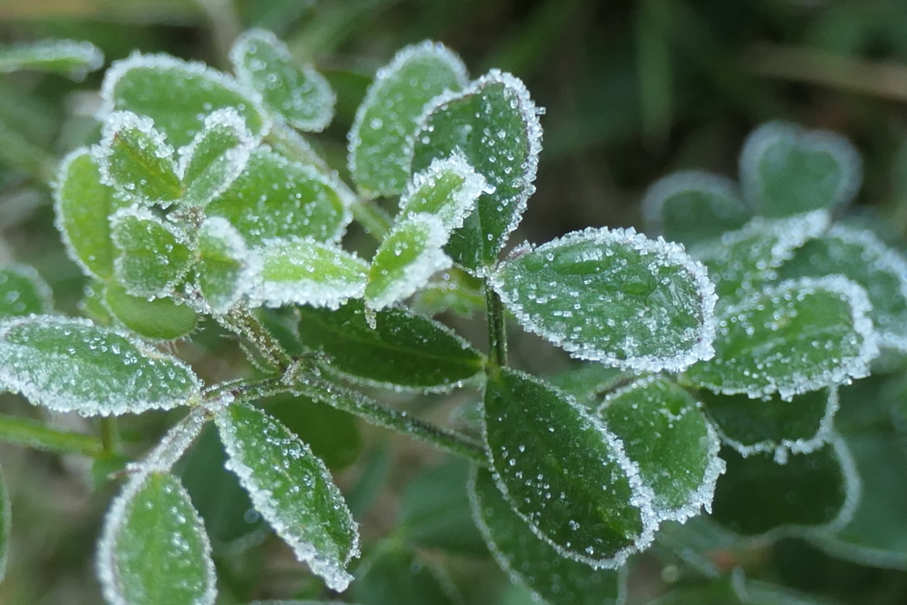 P1081031　霜飾り