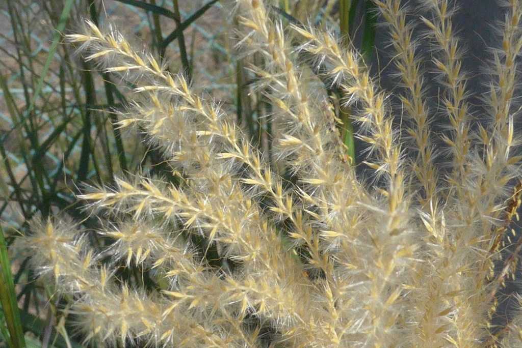 P1310588　ススキ