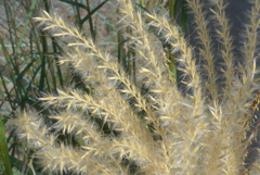 P1310588　ススキ