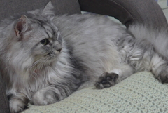 P1160847 (2)　ねこさん