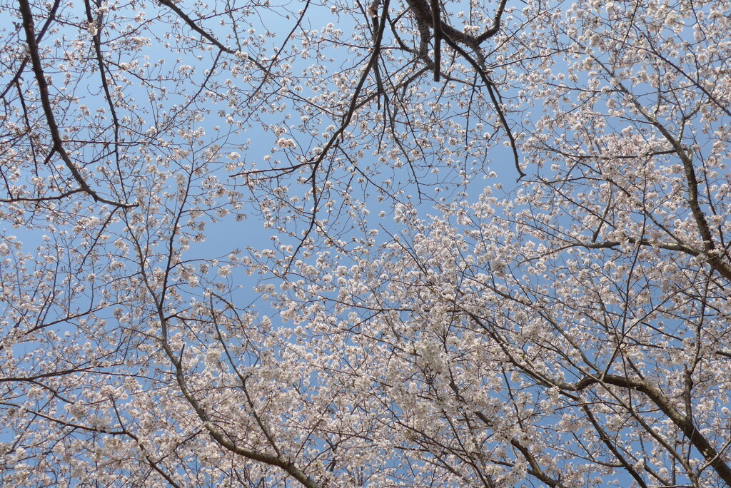 P1210337　さくら、サクラ、空、♬