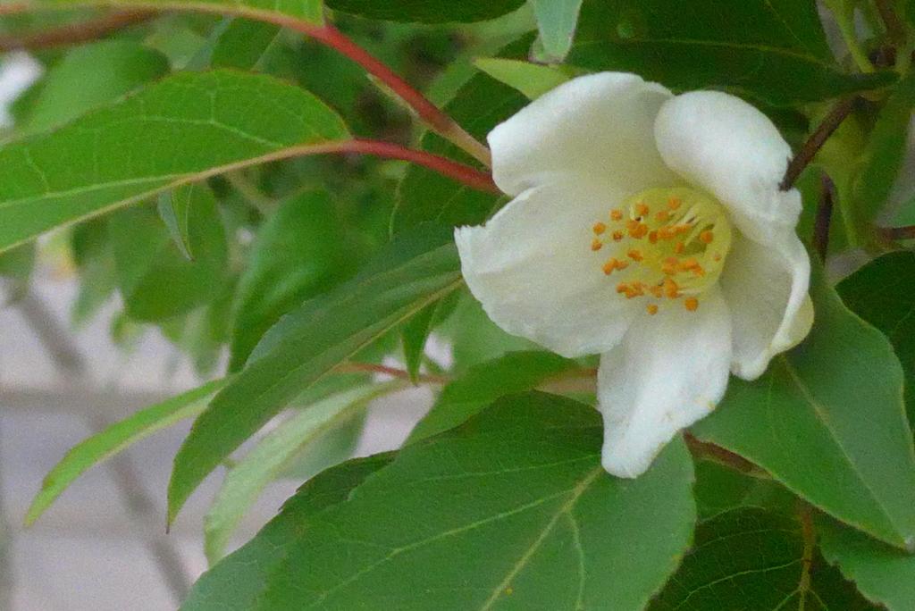 P1330297　ヒメシャラ