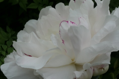 P1023704　シャクヤク