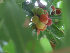 P1100221　やまもも