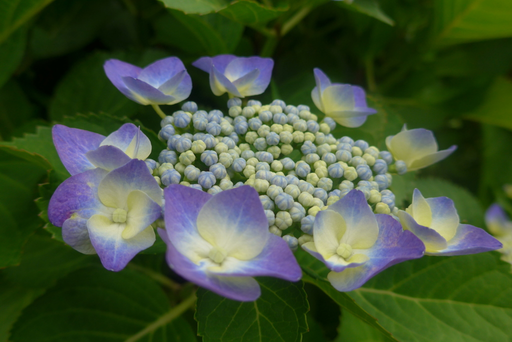 P1160178　あじさい