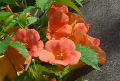 P1230816　夏の花
