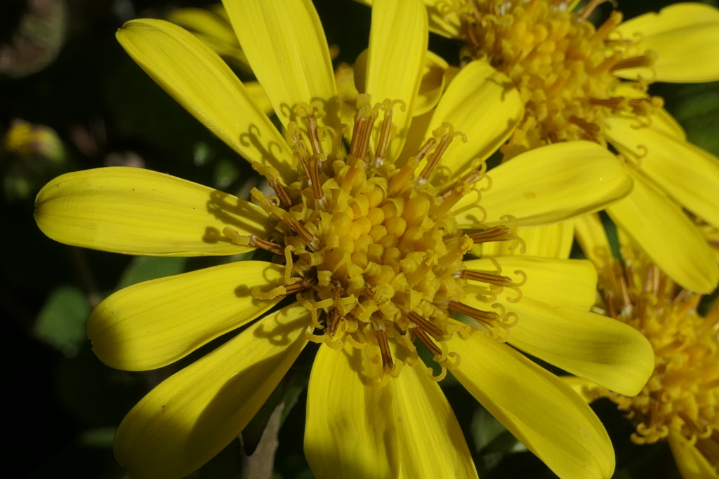 P1080910　ツワブキ