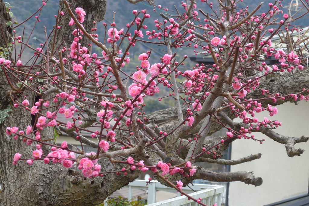 P1320215　遅咲き紅梅