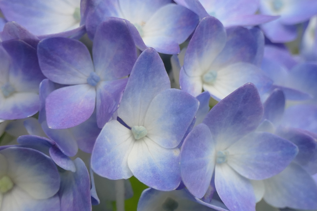 P1011967　あじさい