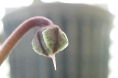 P1023263　窓辺で