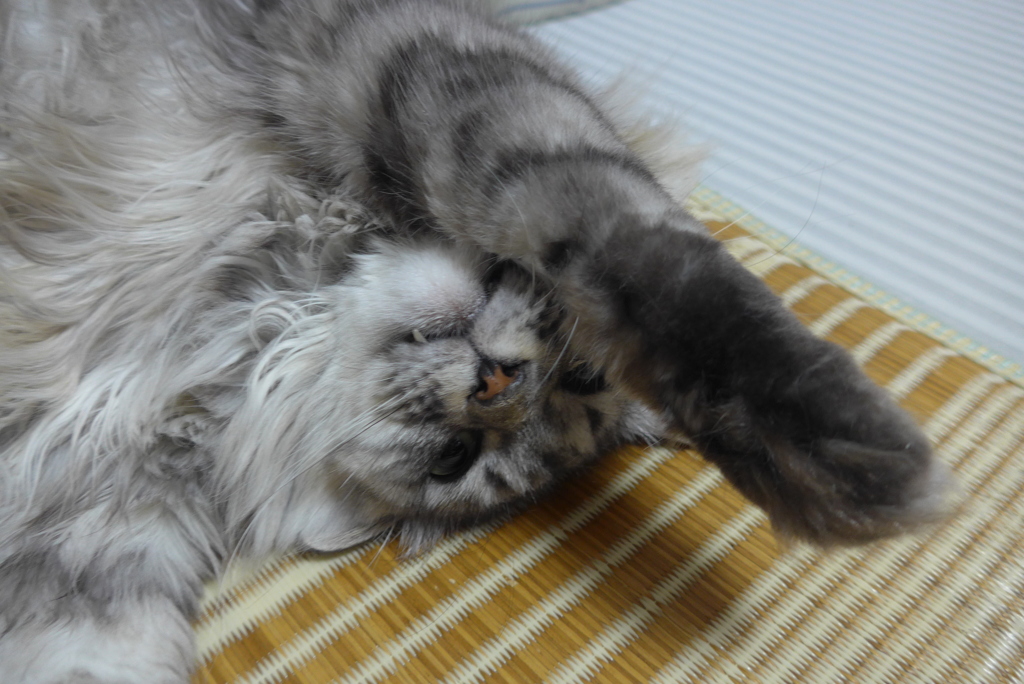 P1100245　ねこさん