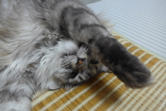 P1100245　ねこさん