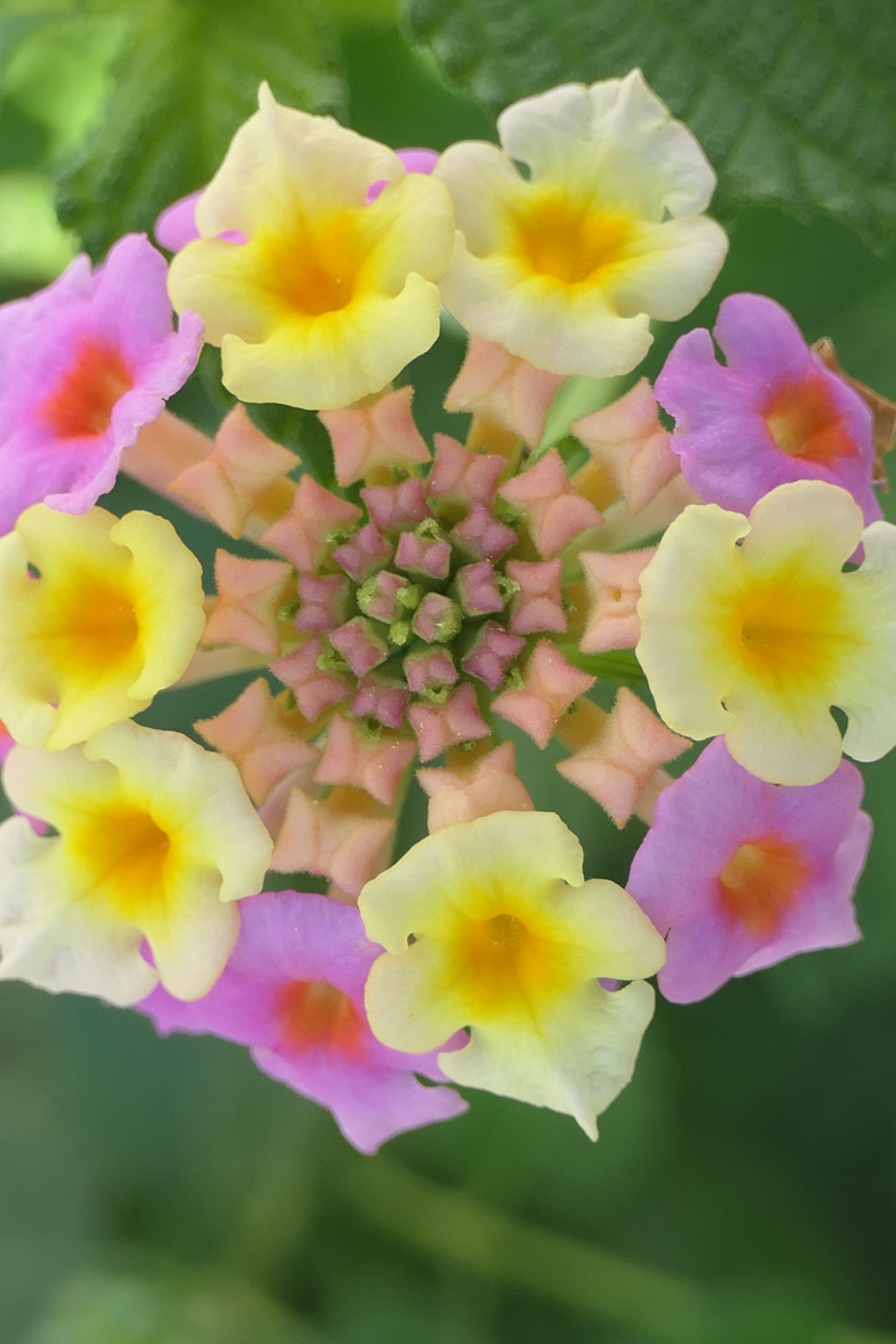 P1069364　心変わり