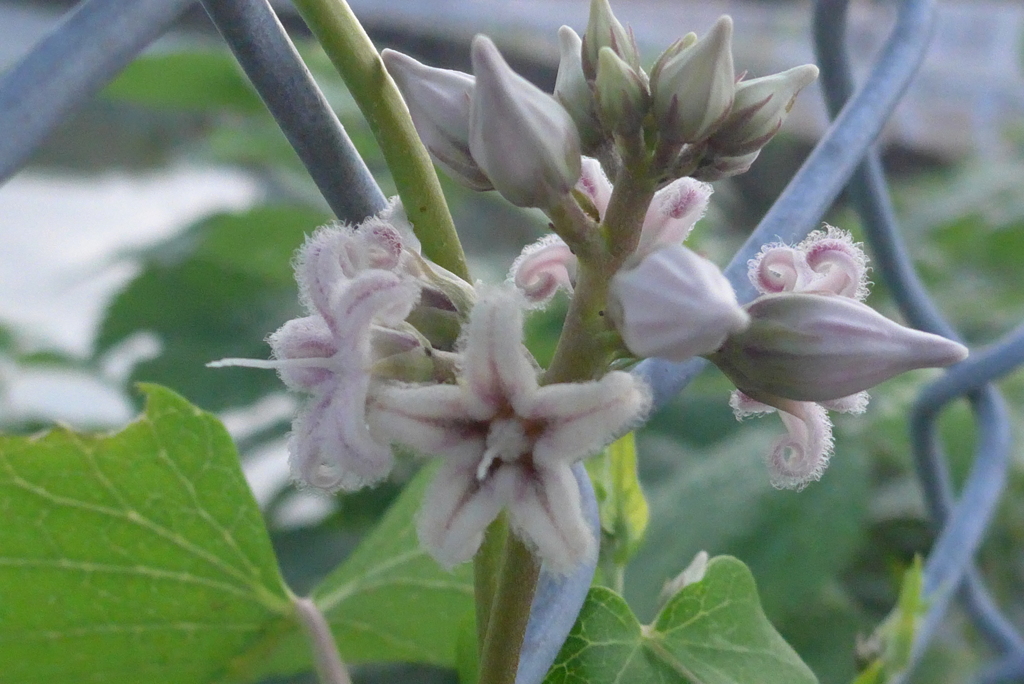 P1240605　池の端に咲く