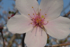 P1080042　サクラ